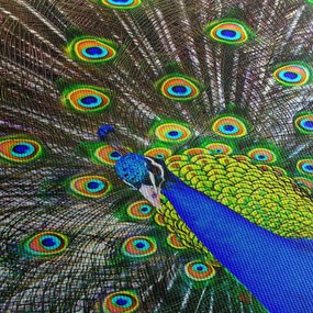 Obraz - Paw (z zegarem) (90x30 cm)