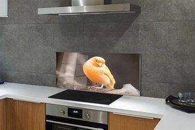 Panel szklany do Kuchni Papuga na Suchej Gałęzi