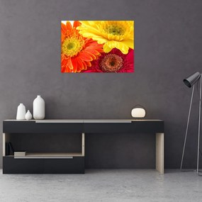 Obraz - Kwiaty Gerbery (70x50 cm)