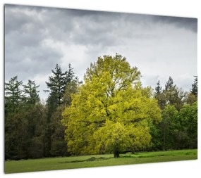 Obraz zielonego drzewa na środku pola (70x50 cm)