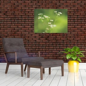 Obraz stokrotek (70x50 cm)
