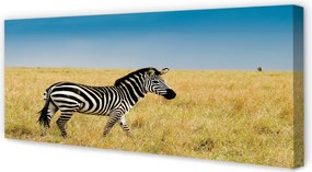 Obraz na płótnie Zebra na Sawannie