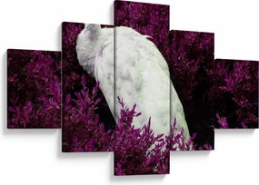 Obraz - Biały paw (125x70 cm)