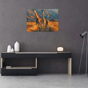 Obraz - Żyrafy na pastwisku (70x50 cm)