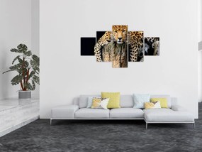 Obraz - Gepard (125x70 cm)