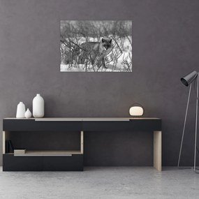Obraz - Lis w zimie (70x50 cm)