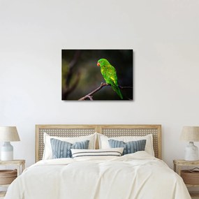 Obraz na szkle - papuga na gałęzi (70x50 cm)