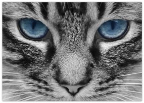 Obraz na szkle kota (70x50 cm)