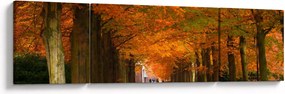 Obraz - Aleja drzew jesienią (170x50 cm)