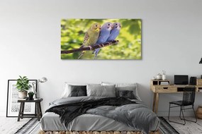 Zdjęcie na płótnie Papugi na Tropikalnej Gałęzi