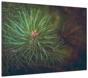 Obraz - Detal sosny (70x50 cm)