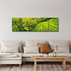 Obraz - Pola ryżowe (170x50 cm)