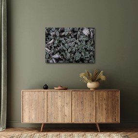 Obraz - Zamrożone rośliny (70x50 cm)