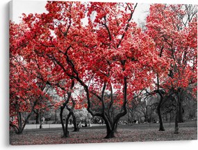 Obraz - Czerwone drzewa, Central Park, New York (70x50 cm)