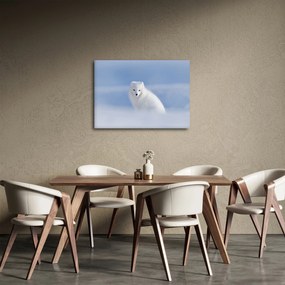 Obraz - Lis polarny (70x50 cm)