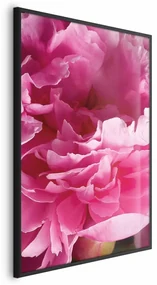 Plakat Piękne piwonie 21x30 cm z ramą czarną bez marginesu ARTGEIST B