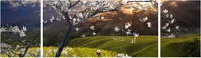 Obraz - Kwitnące drzewo w krajobrazie (170x50 cm)