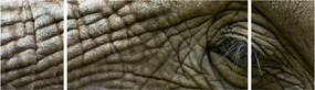 Obraz - Zbliżenie na stare oko słonia (170x50 cm)