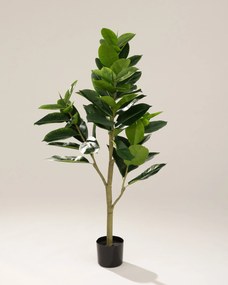 Fikus w doniczce 145 cm