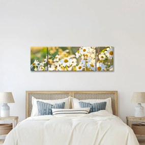 Obraz - Stokrotki (170x50 cm)