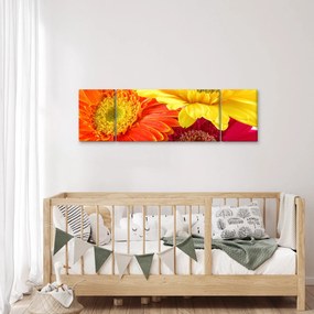 Obraz - Kwiaty Gerbery (170x50 cm)