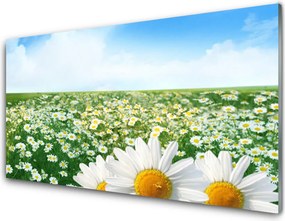 Szkło do Kuchni na Ścianę Dywan Białych Stokrotek