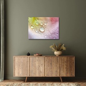 Obraz - Krople rosy (70x50 cm)