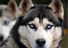 Obraz na szkle - pies husky (70x50 cm)