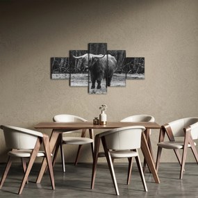 Obraz - Szkocka krowa (125x70 cm)