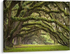 Obraz - Oaks Avenue, Charleston, Karolina Południowa, USA (70x50 cm)