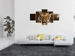 Obraz tygrysa (125x70 cm)