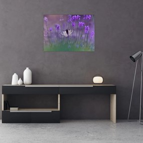 Obraz - Motyl w lawendach (70x50 cm)