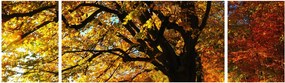 Obraz jesieni (170x50 cm)