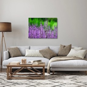 Obraz na szkle - fioletowe kwiaty polne (70x50 cm)