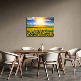 Obraz - Pole słoneczników (70x50 cm)