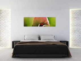Obraz kolorowego ptaka (170x50 cm)