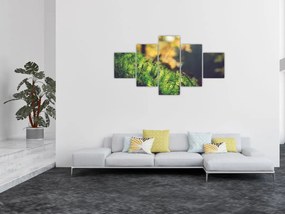 Obraz mchu z grzybem (125x70 cm)