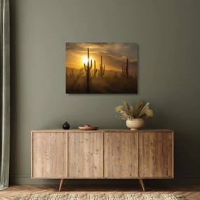 Obraz na szkle - Kaktusy Saguaro (70x50 cm)