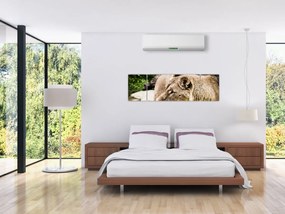 Obraz lwicy (170x50 cm)