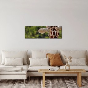 Obraz żyrafy od tyłu (z zegarem) (90x30 cm)