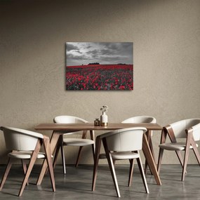 Obraz maków (70x50 cm)