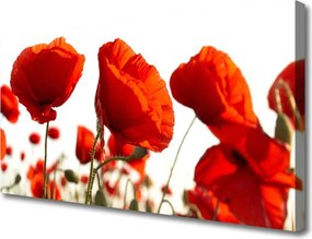 Fotoobraz na płótnie Czerwone Maki o Poranku
