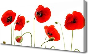 Obraz na płótnie Maki w Letnim Słońcu