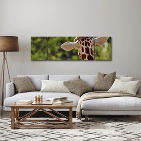Obraz żyrafy od tyłu (170x50 cm)
