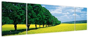 Obraz pola z aleją (170x50 cm)