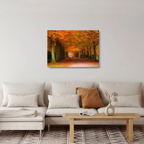 Obraz na szkle - Aleja drzew jesienią (70x50 cm)