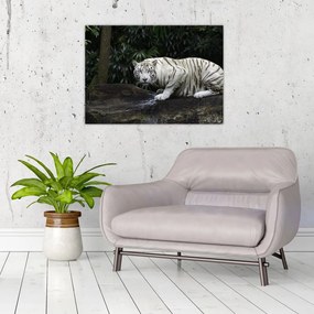 Obraz - Tygrys albinos (70x50 cm)