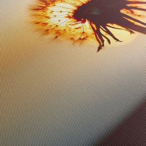 Obraz dmuchawca o zachodzie słońca (170x50 cm)