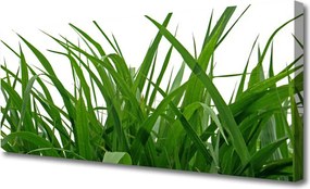 Obraz canvas na ścianę Świeżość Naturalnej Trawy