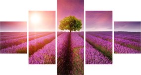 Obraz pola z lawendą (125x70 cm)